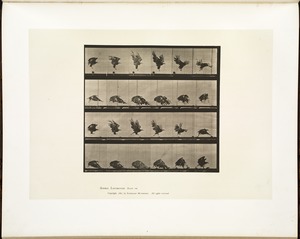 Animal locomotion. Plate 770