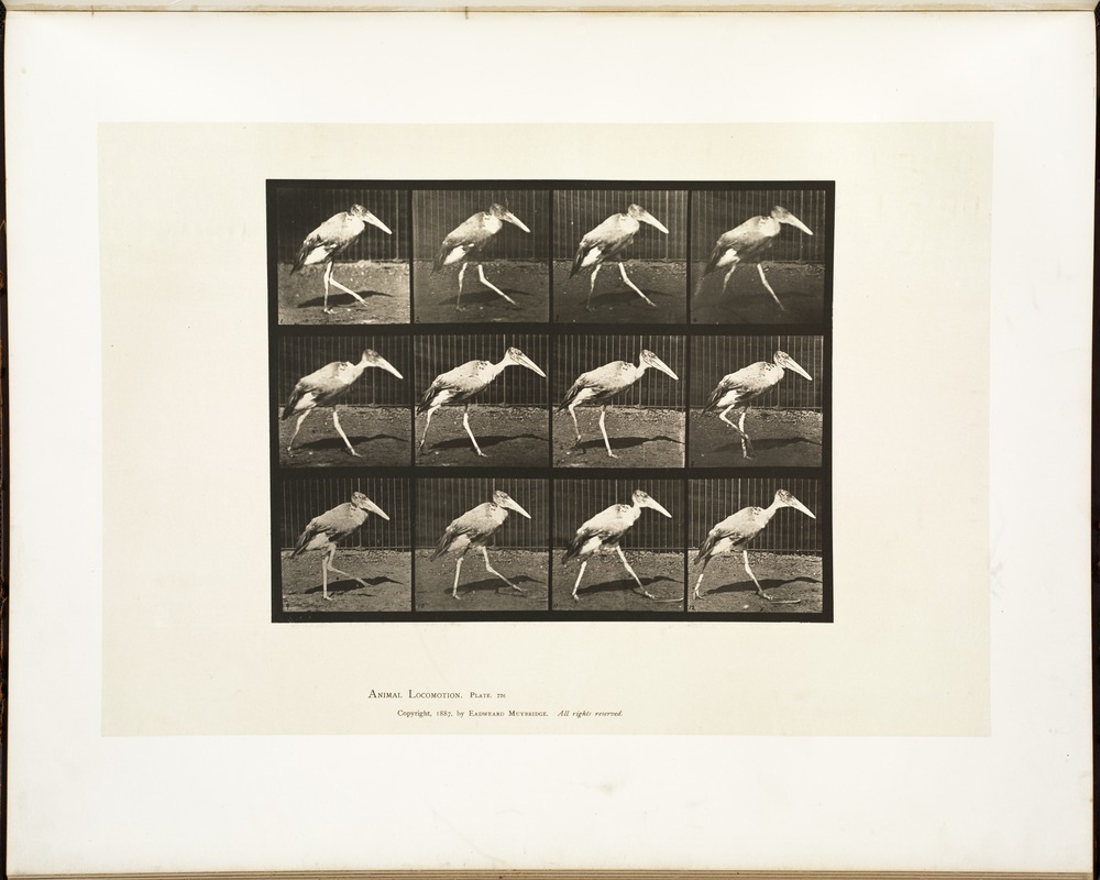 Animal locomotion. Plate 774