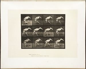 Animal locomotion. Plate 774