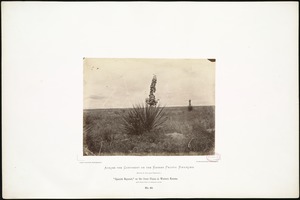 "Spanish Bayonet," on the Great Plains in Western Kansas, 418 miles west of Missouri River.