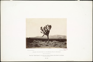 Yucca tree, "Spanish Bayonet," on the Great Basin, Southern California; Sierra Nevada in the distance, 1670 miles from Missouri River.