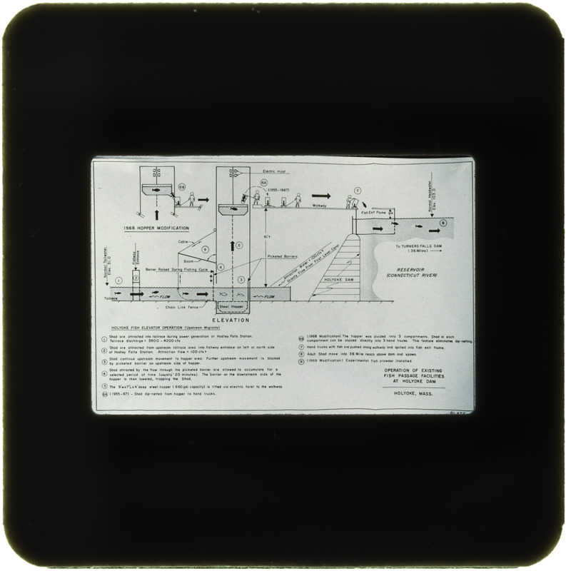 Rizzo, fishway plan