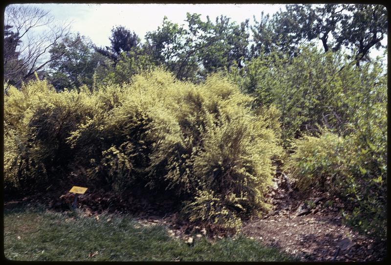 Blooms, Arbor.