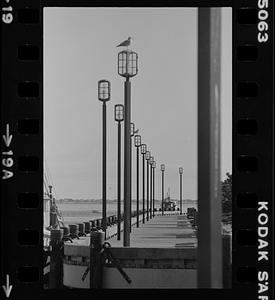 Boardwalk lamp posts, gulls