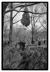 Setting up Christmas tree, Boston Common