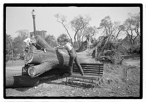 Tree removal