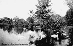 Thayer swan pond