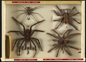 No. 1&2 tarantulas - Central America, Peruvian tarantula, 4 Australian crab spider