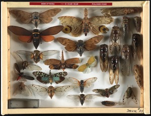 Hemiptera, cicadidae, fulgoridae