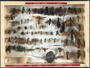 Flying lizard, Hymenoptera, Diptera