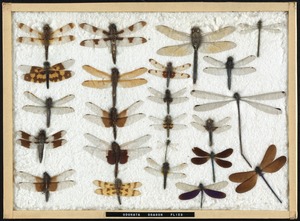 Local and tropical dragonflies