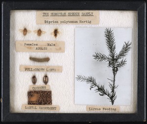 The European spruce sawfly