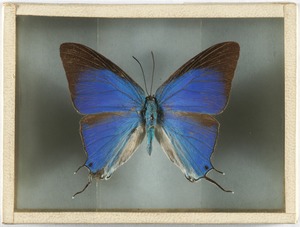 Harry C. Belcher Lepidoptera Collection