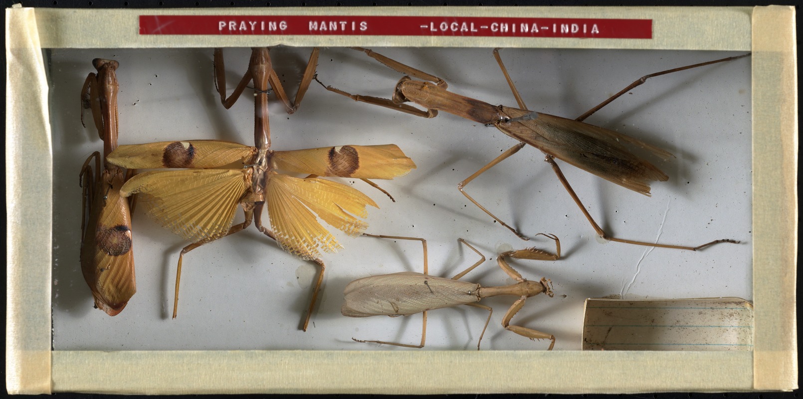 Praying mantis - local - China - India