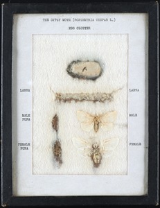 The gypsy moth (Porthetria dispar l.)