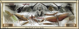 Large insects of many lands