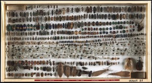Coleoptera beetles - hemiptera - true bugs - neuroptera - dobson flies