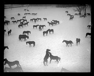 Calvary horses "horse around" in the snow at the Commonwealth Armory