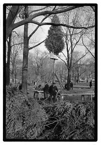 Setting up Christmas tree, Boston Common