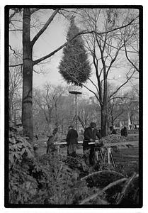 Setting up Christmas tree, Boston Common