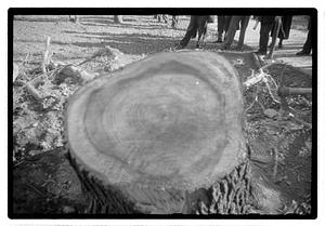 Tree removal