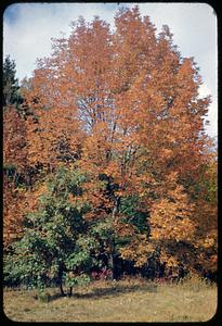 Maple, Medford woods
