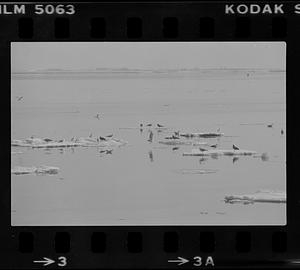 Seagulls on ice floes