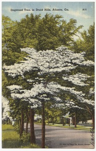 Dogwood Tree, in Druid Hills, Atlanta, Ga.