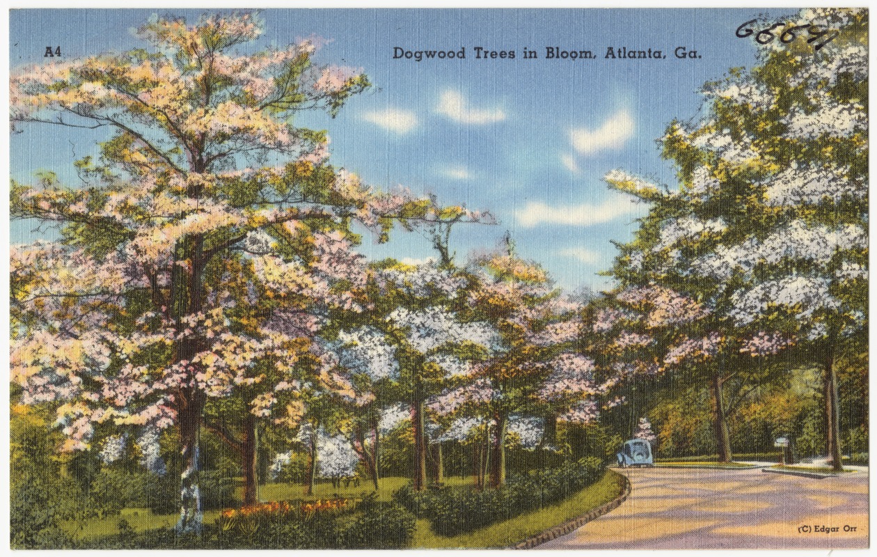 Dogwood Trees in Bloom, Atlanta, Ga.