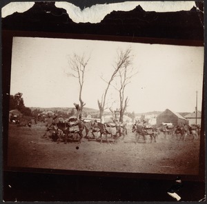 British Indian Army soldiers leaning pack of burros through field, three leafless trees in middle, buildings in distance