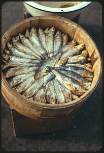 Barrel of fish