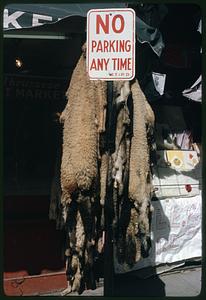 Animal hide around "No Parking Any Time" sign