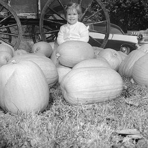 Pumpkin patch, Plymouth, MA