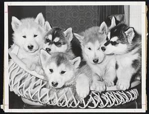 The weather outside may not be fit for a human, but these Siberian Huskies couldn't care less. At left a pair of pups demonstrate canine-style bussing. Pups in basket nuzzle up in pairs while feller in the center looks sadly out. On right Mom and Junior engage in an animated conversation about the 48th annual Eastern Dog Club show at Commonwealth Armory, where the whole family will appear Feb.4-5. Mom's name is Tanya and she'd have you know he's the granddaughter of TV's Yukon King. This appealing family is owned by Traveler photographer Warren Patriquin-who took the pictures. Naturally.