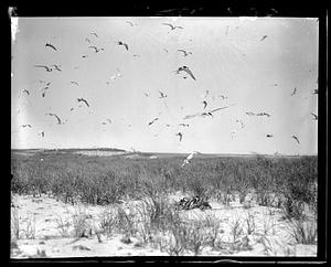 Seagulls flying over a beach