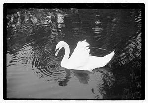 Swan