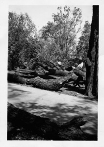 Hurricane of 1938 damage.