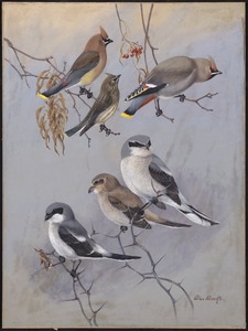 Plate 78: Cedar Waxwing, Bohemian Waxwing, Northern Shrike, Migrant Shrike