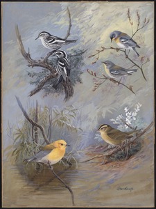 Plate 80: Black and White Warbler, Northern Parula Warbler, Prothonotary Warbler, Worm-eating Warbler