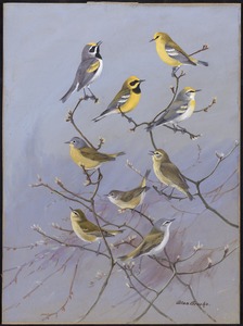 Plate 81: Golden-winged Warbler, Blue-winged Warbler, Lawrence's Warbler, Brewster's Warbler, Nashville Warbler, Orange-crowned Warbler, Tennessee Warbler