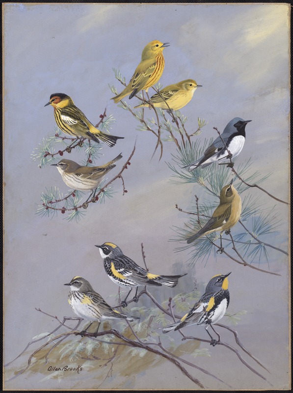 Plate 82: Yellow Warbler, Cape may Warbler, Black-throated Blue Warbler, Myrtle Warbler, Audubon's Warbler