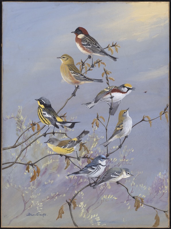 Plate 83: Bay-breasted Warbler, Chestnut-sided Warbler, Magnolia Warbler, Cerulean Warbler