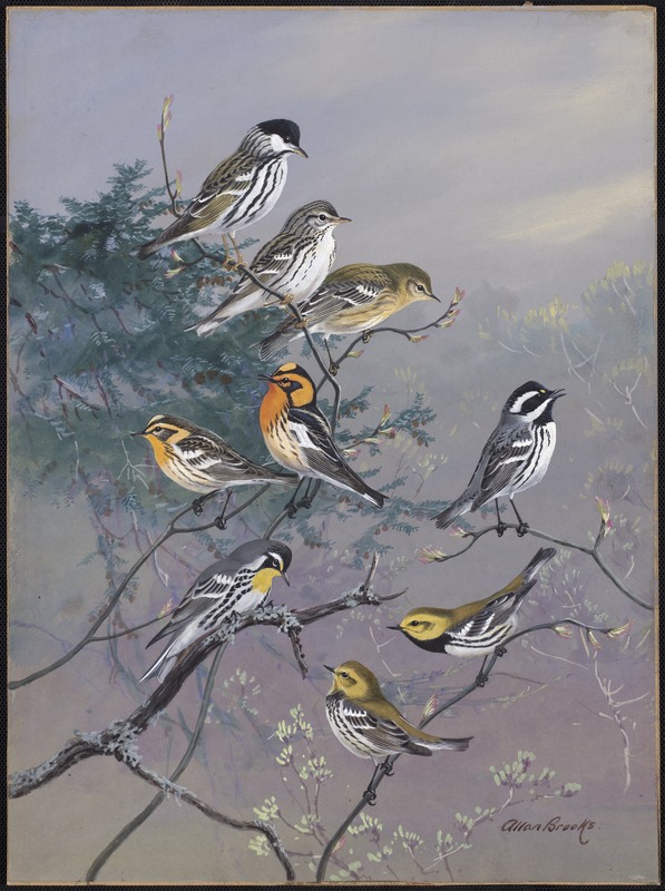 Plate 84: Black-poll warbler, Blackburnian Warbler, Yellow-throated Warbler, Black-throated Gray Warbler, Black-throated Green Warbler