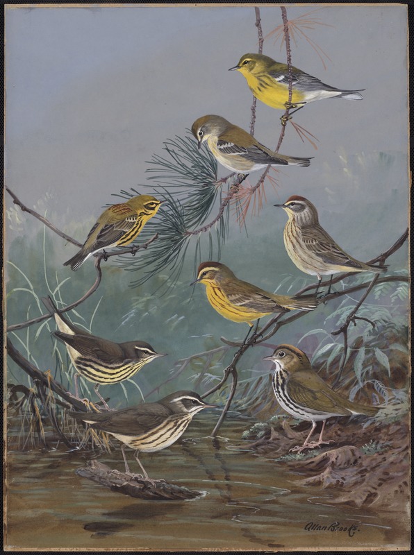 Plate 85: Pine Warbler, Prairie Warbler, Palm Warbler, Yellow Palm Warbler, Oven-bird, Louisiana Water-Thrush, Water-Thrush