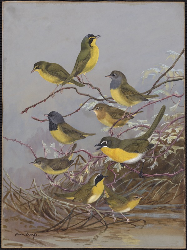 Plate 86: Kentucky Warbler, Connecticut Warbler, Mourning Warbler, Yellow-breaster Chat, Maryland Yellow-throat