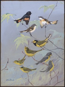 Plate 87: Redstart, Hooded Warbler, Canada Warbler, Wilson's Warbler