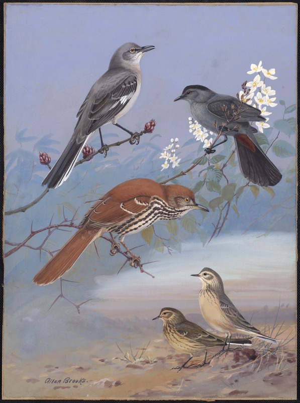 Plate 88: Mockingbird, Catbird, Brown Thrasher, Pipit