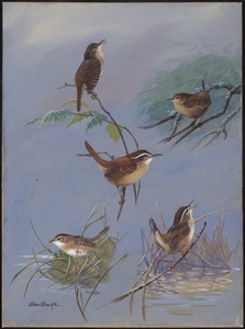 Plate 89: House Wren, Winter Wren, Carolina Wren, Short-billed Marsh Wren, Long-billed Marsh Wren