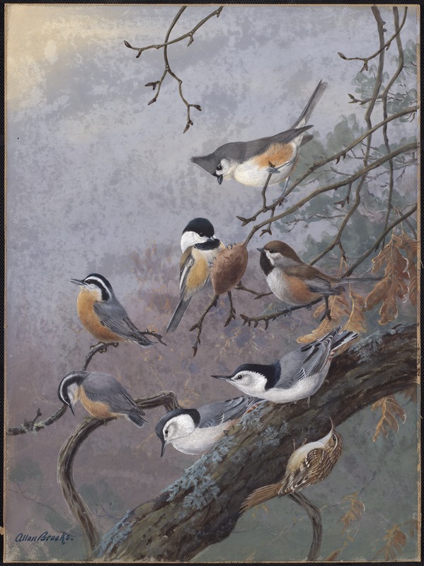 Plate 90: Tufted Titmouse, Chickadee, Acadian Chickadee, Red-breasted ...