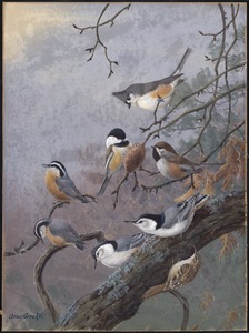 Plate 90: Tufted Titmouse, Chickadee, Acadian Chickadee, Red-breasted Nuthatch, White-breasted Nuthatch, Brown Creeper